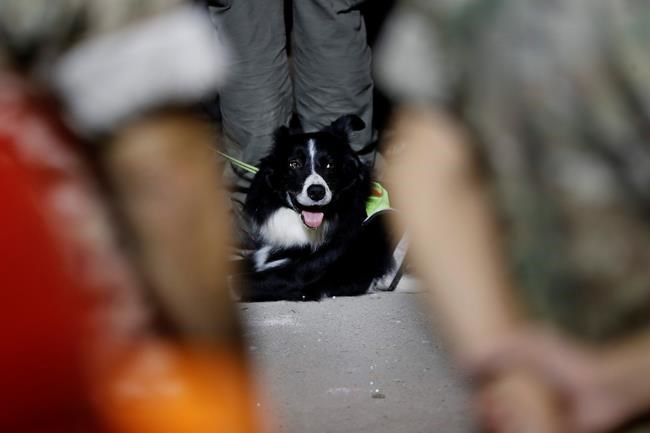 Beirut search effort sparked by dog stops, no survivor found | iNFOnews.ca CP1142371204