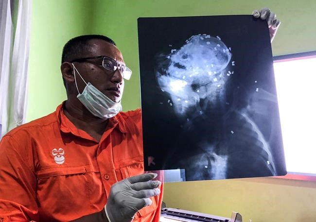 Orangutan shot with air gun 130 times in 2nd Borneo killing | iNFOnews.ca