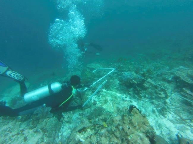 Indonesia survey shows massive coral death from cruise ship | iNFOnews.ca CP1171184938