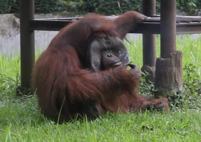 Smoking orangutan riles anger against zoo in Indonesia | iNFOnews.ca Smoking orangutan riles anger against zoo in Indonesia | iNFOnews.ca