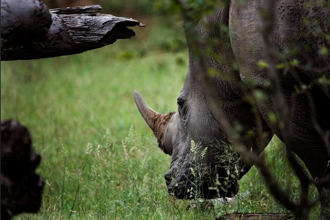 South Africa seizes rhino horns to be smuggled to Malaysia | iNFOnews.ca South Africa seizes rhino horns to be smuggled to Malaysia | iNFOnews.ca