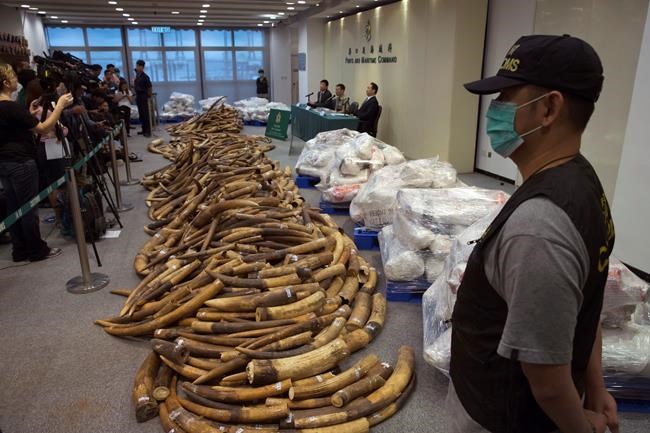 Hong Kong seizes $9M worth of ivory in Malaysia shipment | iNFOnews.ca Hong Kong seizes $9M worth of ivory in Malaysia shipment | iNFOnews.ca