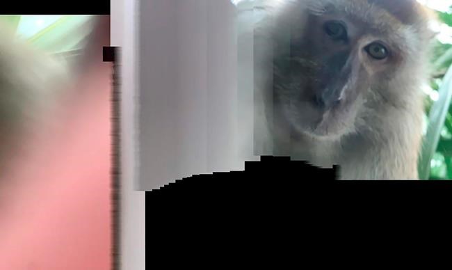 Primate monkeys around with student's phone, takes selfies | iNFOnews.ca Primate monkeys around with student's phone, takes selfies | iNFOnews.ca