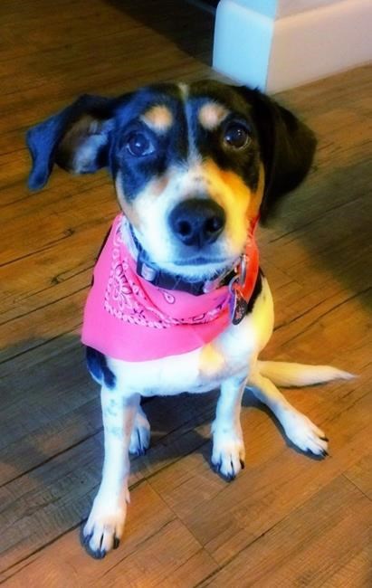 Dog lost, then found by Mexican airline | iNFOnews.ca