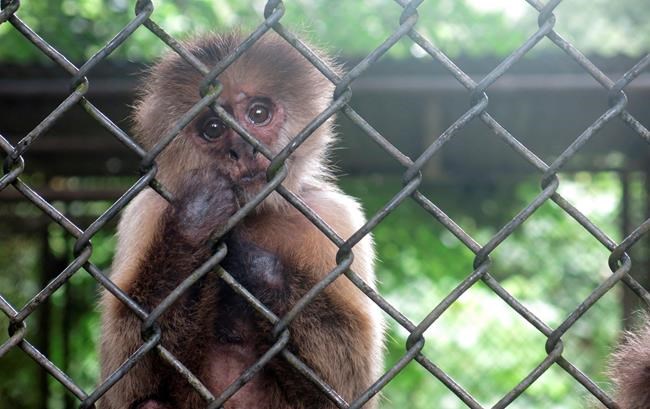 Puerto Rico mulls closing zoo, transfers animals amid crisis | iNFOnews.ca Puerto Rico mulls closing zoo, transfers animals amid crisis | iNFOnews.ca