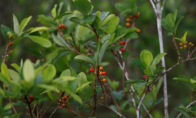 Bolivia proposes prison time for illegal coca production | iNFOnews.ca