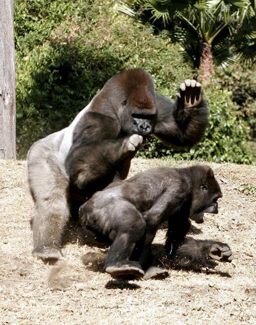 Endangered gorilla dies at Mexico City zoo | iNFOnews.ca Endangered gorilla dies at Mexico City zoo | iNFOnews.ca