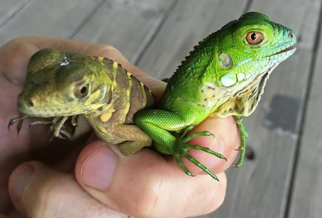 Possible hybrid threatens native iguanas in Cayman Islands | iNFOnews.ca