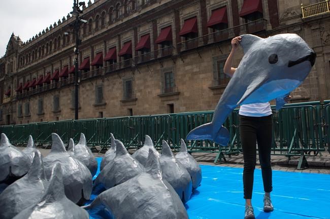 Activists blame Mexican government for near-loss of porpoise | iNFOnews.ca Activists blame Mexican government for near-loss of porpoise | iNFOnews.ca