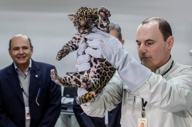 Brazil jaguar cubs introduced to world | iNFOnews.ca Brazil jaguar cubs introduced to world | iNFOnews.ca