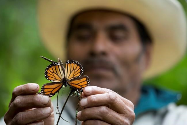 Monarch butterfly numbers drop by 27 per cent in Mexico | iNFOnews.ca