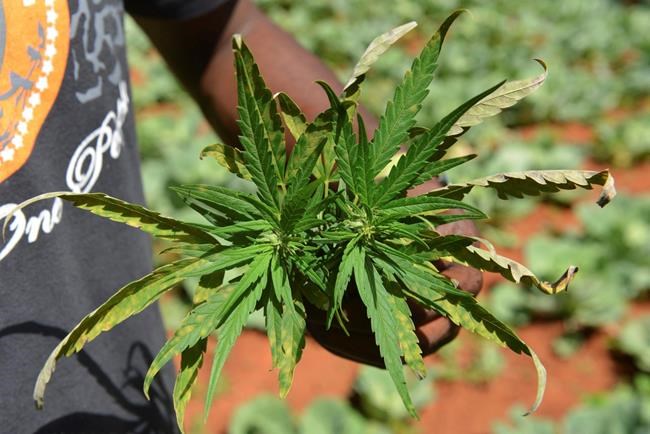 Jamaica faces marijuana shortage as farmers struggle | iNFOnews.ca Jamaica faces marijuana shortage as farmers struggle | iNFOnews.ca