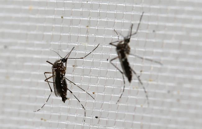 Panama reports 4 cases of Zika-related microcephaly | iNFOnews.ca