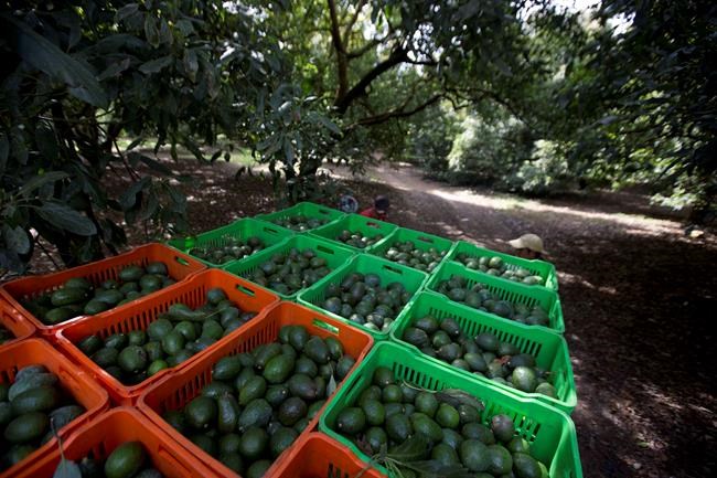 Mexico: Deforestation for avocados much higher than thought | iNFOnews.ca CP638195904