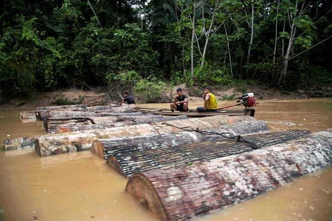 AP Exclusive: Peruvian loggers charged in Amazon deaths | iNFOnews.ca CP622555793