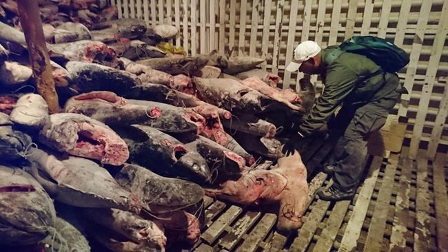 Recent data show Chinese fishing fleet still near Galapagos | iNFOnews.ca