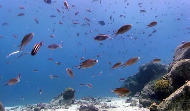 A famous name and 3D printing combine to aid Caribbean coral | iNFOnews.ca A famous name and 3D printing combine to aid Caribbean coral | iNFOnews.ca