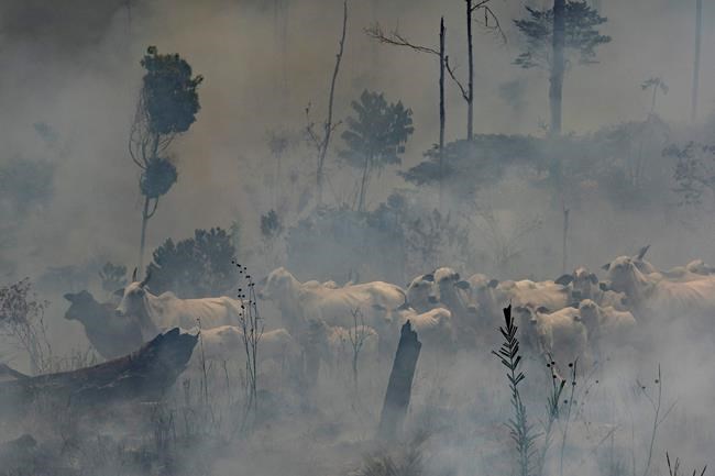 H&M stops buying leather from Brazil over Amazon fires | iNFOnews.ca H&M stops buying leather from Brazil over Amazon fires | iNFOnews.ca