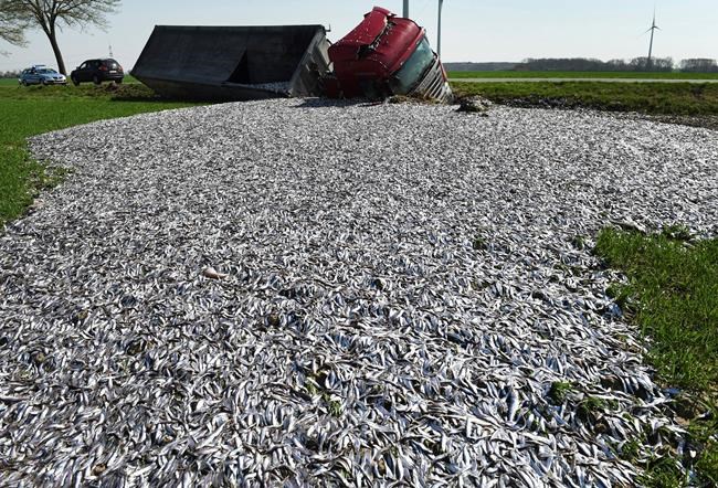 Germany: Truck tips over, floods field with fish | iNFOnews.ca Germany: Truck tips over, floods field with fish | iNFOnews.ca