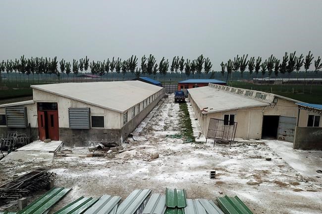 Urgency for vaccine grows as virus ravages China's pigs | iNFOnews.ca