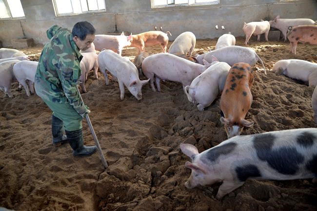 Heavily pork-reliant China battling African swine fever | iNFOnews.ca Heavily pork-reliant China battling African swine fever | iNFOnews.ca