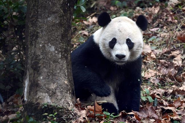 US-born Bei Bei settles into new home at Chinese panda base | iNFOnews.ca