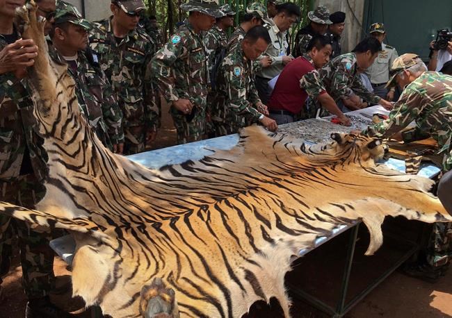 Police stop truck carrying 2 tiger skins from Thai temple | iNFOnews.ca