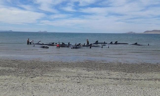 24 pilot whales die after beaching in Baja California | iNFOnews.ca 24 pilot whales die after beaching in Baja California | iNFOnews.ca