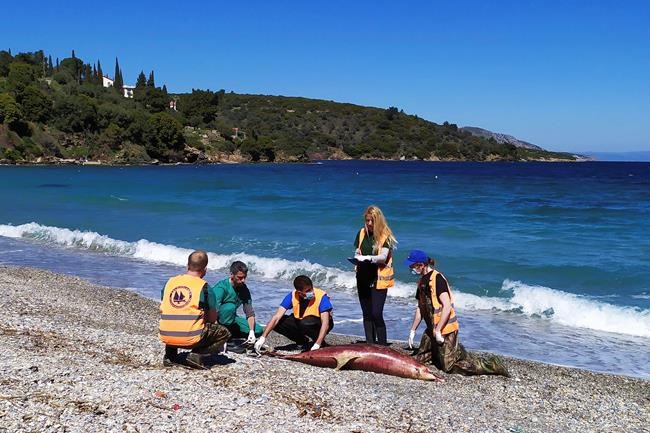 Turkey denies Aegean dolphin deaths linked to navy drill | iNFOnews.ca