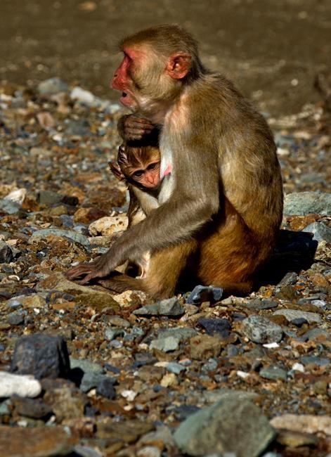 Hurricane mauled PR's renowned Monkey Island research centre | iNFOnews.ca