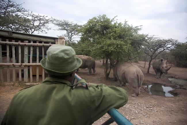 Last male northern white rhino takes a walk despite illness | iNFOnews.ca Last male northern white rhino takes a walk despite illness | iNFOnews.ca