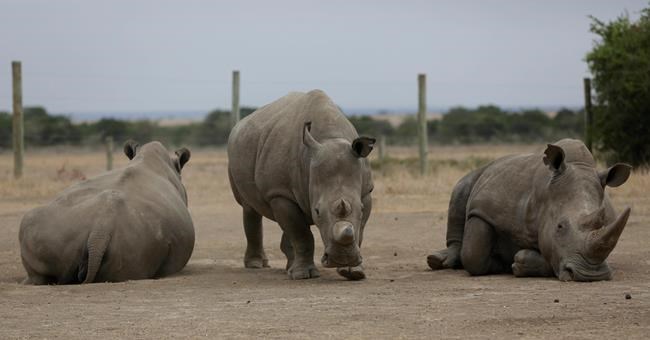 Scientists hope to save northern white rhino from extinction | iNFOnews.ca