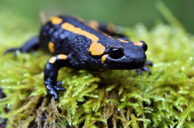 Scientists say 'alien' fungus threatens European salamanders | iNFOnews.ca