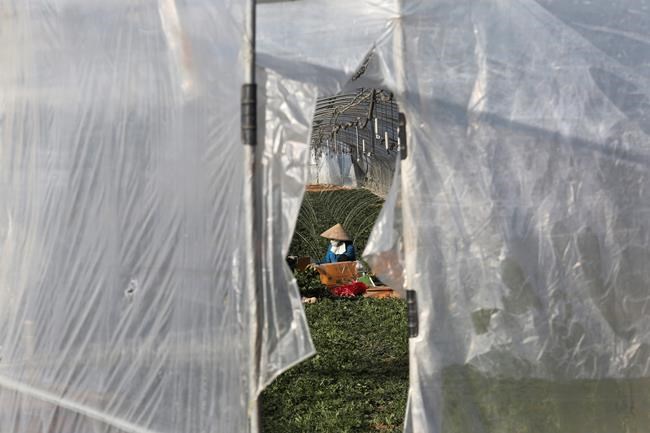 Migrant workers face dire conditions at South Korean farms | iNFOnews.ca