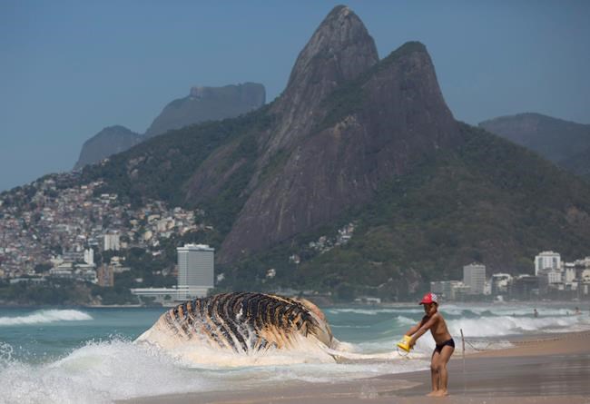 Dead humpback whale washes up on Rio's Ipanema beach | iNFOnews.ca CP2019668114