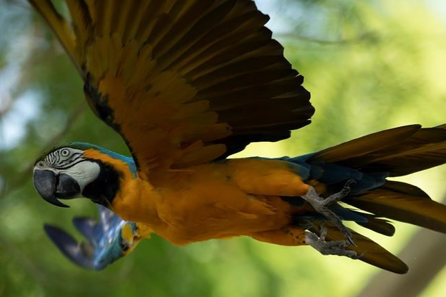 Last wild macaw in Rio is lonely and looking for love | iNFOnews.ca Last wild macaw in Rio is lonely and looking for love | iNFOnews.ca