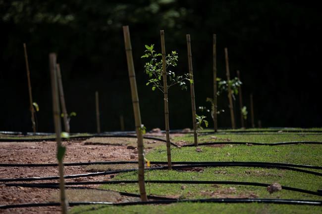 Endangered Brazilian monkeys get a bridge to themselves | iNFOnews.ca Endangered Brazilian monkeys get a bridge to themselves | iNFOnews.ca