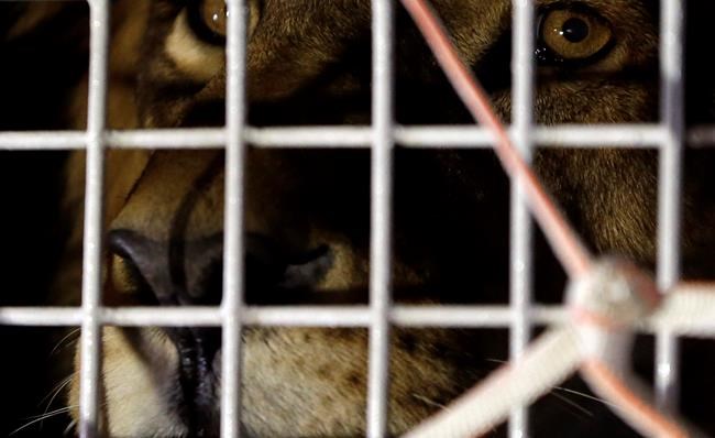 33 rescued lions arrive in South Africa in airlift | iNFOnews.ca