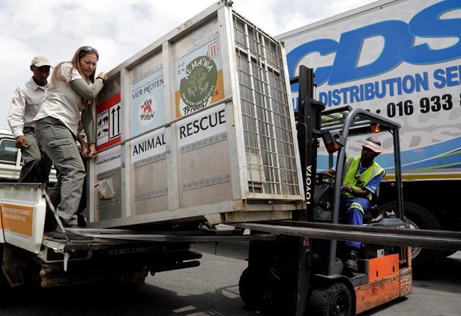 2 lions from Mideast war zones reach South African refuge | iNFOnews.ca 2 lions from Mideast war zones reach South African refuge | iNFOnews.ca