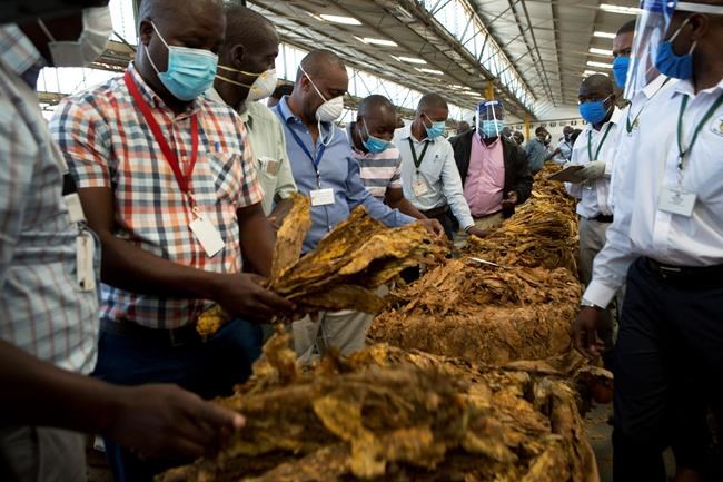 Troubled Zimbabwe hopes for some relief in tobacco sales | iNFOnews.ca Troubled Zimbabwe hopes for some relief in tobacco sales | iNFOnews.ca