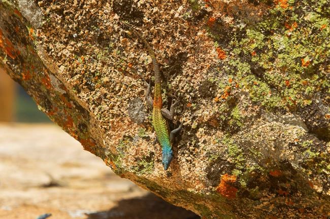 In Zimbabwe, grave of Cecil Rhodes draws tourists, debate | iNFOnews.ca In Zimbabwe, grave of Cecil Rhodes draws tourists, debate | iNFOnews.ca
