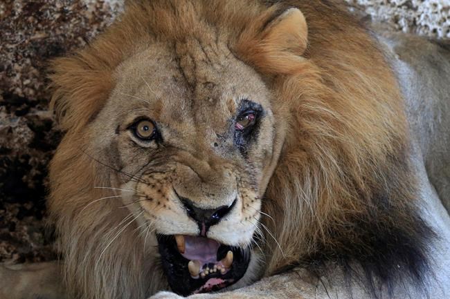 'Malnourished' animals report prompts Albania zoo closure | iNFOnews.ca 'Malnourished' animals report prompts Albania zoo closure | iNFOnews.ca
