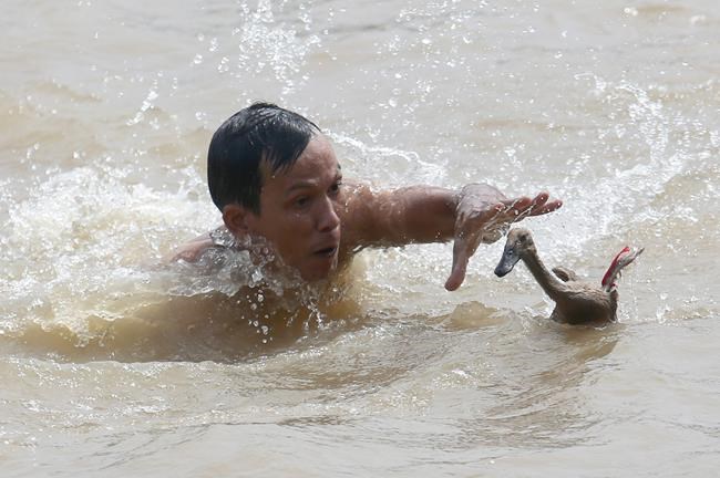 Image of Asia: Trying to catch a duck at Dragon Boat fest | iNFOnews.ca