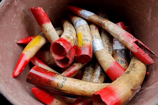 Malaysia destroys 4 tons of ivory tusks, products | iNFOnews.ca