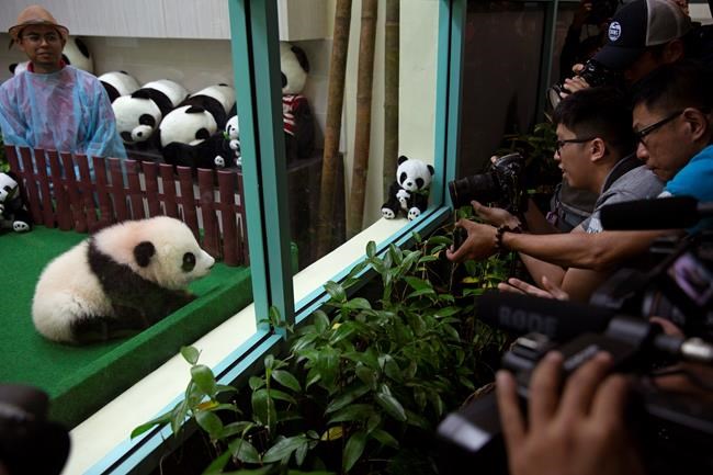 Baby panda born in Malaysia zoo makes public debut | iNFOnews.ca