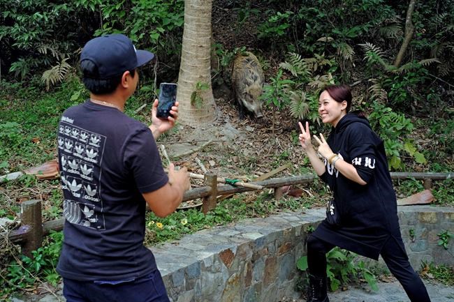 In year of the pig, Hong Kong has had enough of wild ones | iNFOnews.ca
