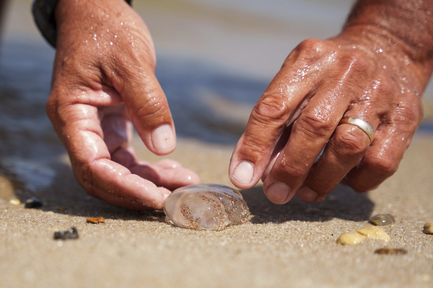 Many Delaware beachgoers feel the sting of a blooming jellyfish population | iNFOnews.ca