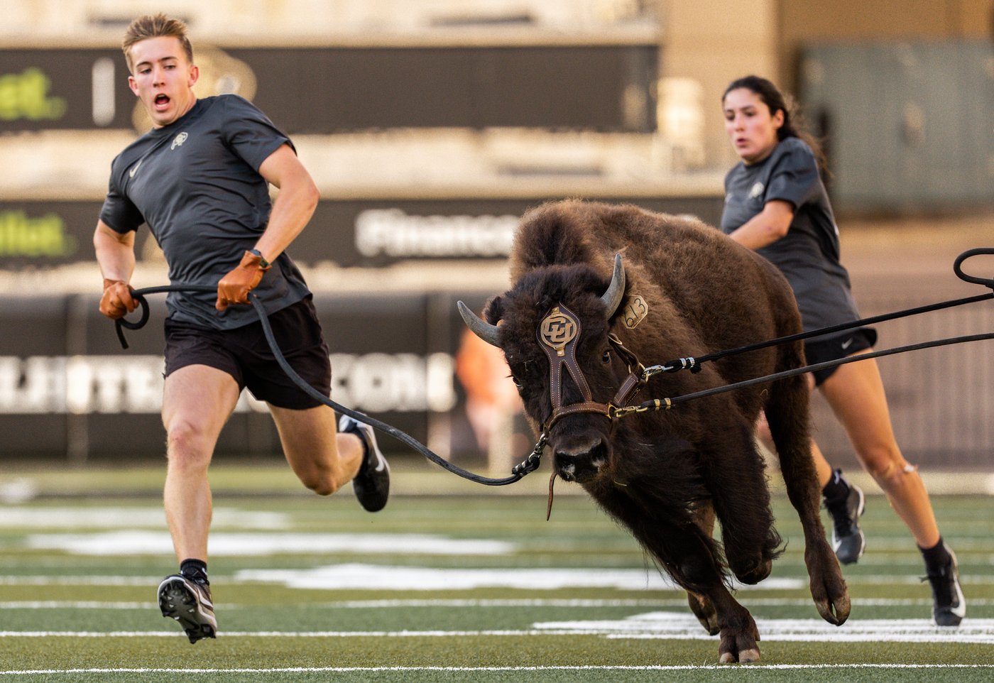 Colorado to debut new live buffalo mascot against Wyoming | iNFOnews.ca Colorado to debut new live buffalo mascot against Wyoming | iNFOnews.ca