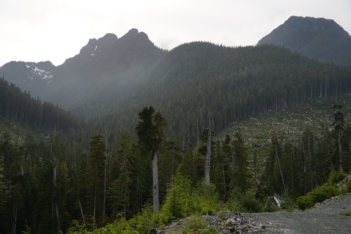 Lichen, logging, land rights: Complex forces play out in fate of ancient B.C. forest | iNFOnews.ca Lichen, logging, land rights: Complex forces play out in fate of ancient B.C. forest | iNFOnews.ca