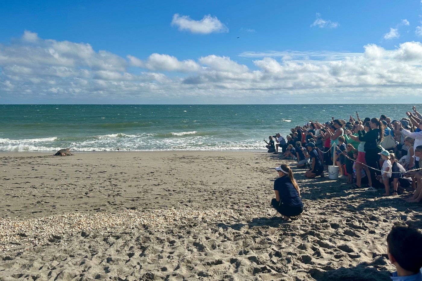 Endangered loggerhead sea turtle released to Atlantic Ocean from Florida beach | iNFOnews.ca Endangered loggerhead sea turtle released to Atlantic Ocean from Florida beach | iNFOnews.ca
